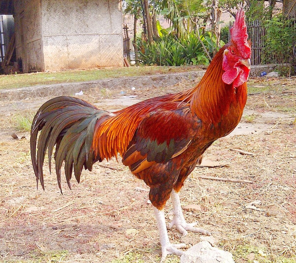 ayam pelung