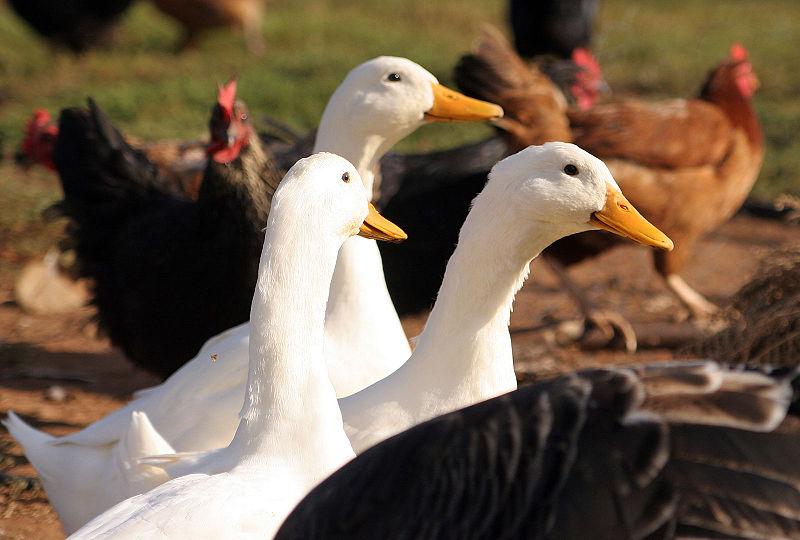 ducks and poultry
