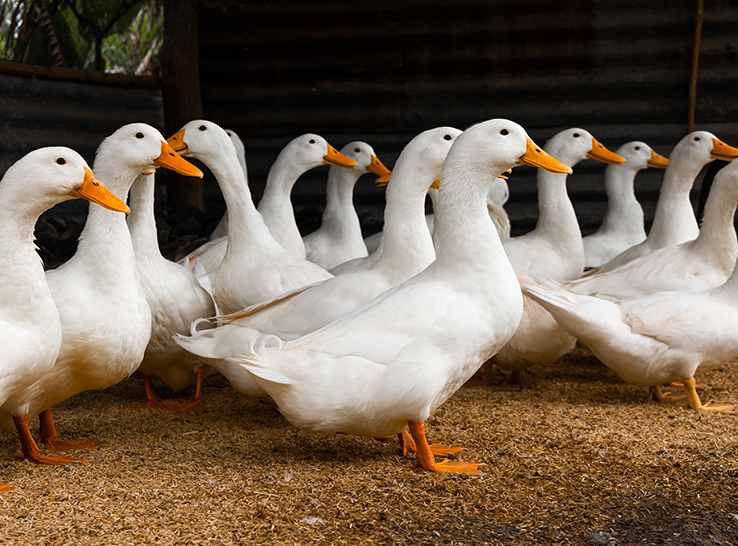 mpweb ps008 duck 379946865